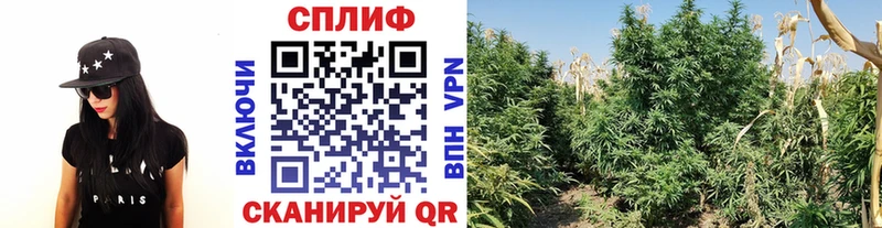Шишки марихуана Ganja  наркотики  Горбатов 